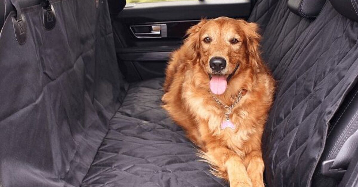 6 Easy Ways To Pet Proof Your Car