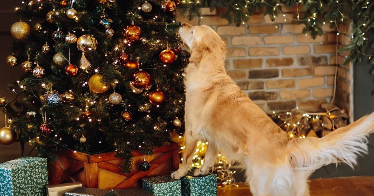 6 Expert Tips on Dog-Proofing Your Christmas Tree