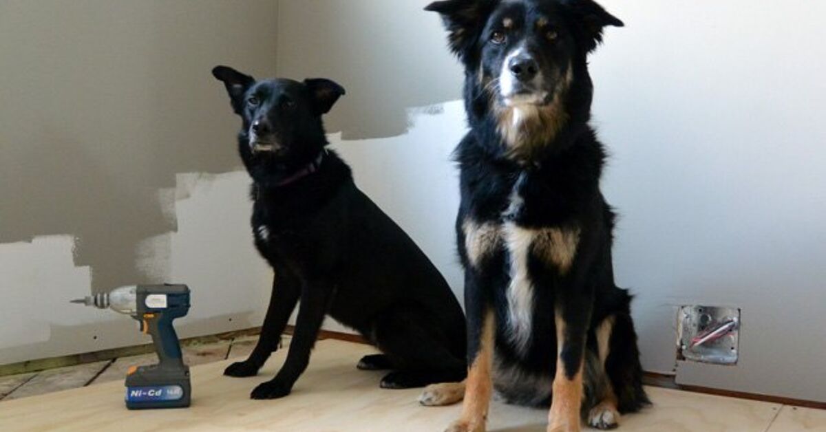 6 Handy Tips When Renovating With Dogs In The House