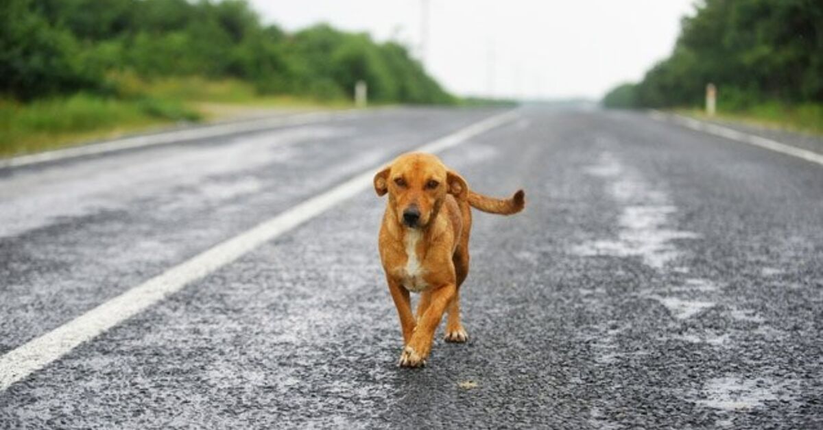 7 Tips for Keeping Your Dog From Getting Hit by a Car