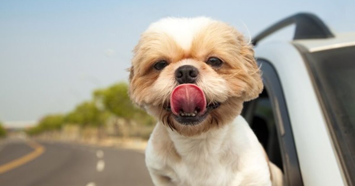 Dog Travel Tips From The Experts – PetGuide