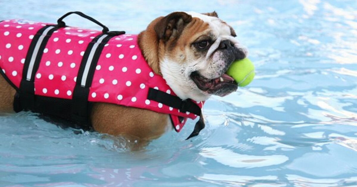 7 Fun Things To Do With Your Dog This Summer – PetGuide