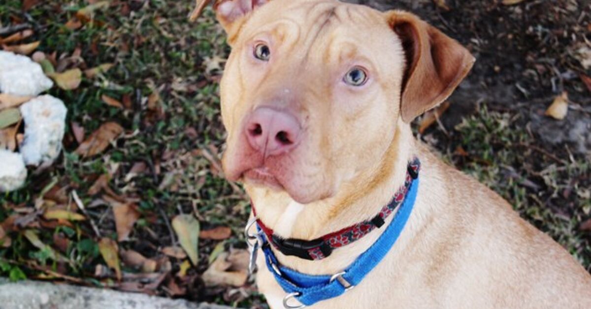 Adoptable Dog Of The Week – Tanner