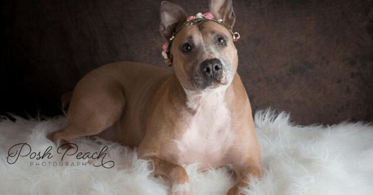 Adoptable Pet of the Week-Darcy