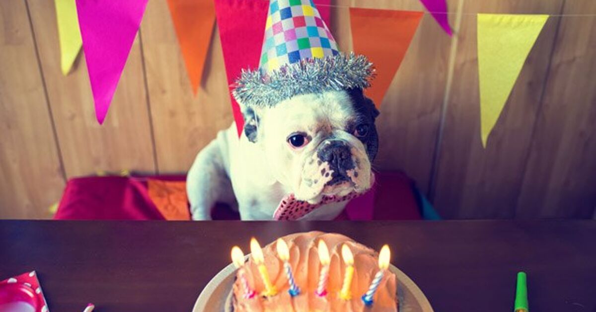 Ask The Furry Dogfathers: Canine Birthday Blues