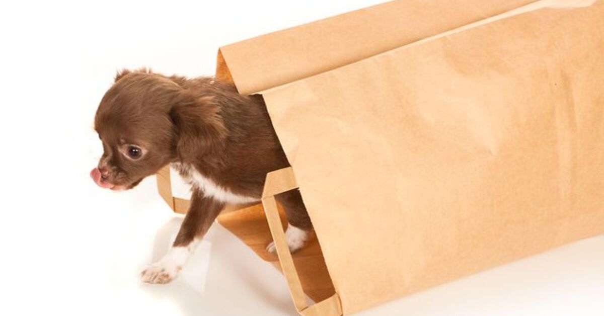 Ask The Hairy Dogfathers: Doggy Bag Deal Breaker?