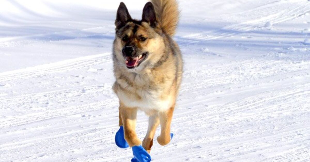 Bootie Call: Bootie-licious Tips For Picking Out Dog Boots