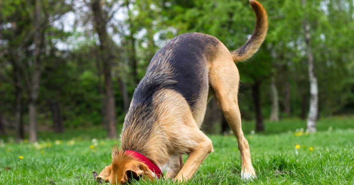 Can a Dog Be Trained Not to Dig?