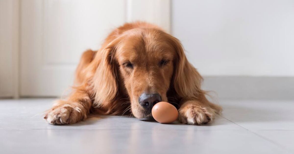 Can My Dog Eat Eggshells?