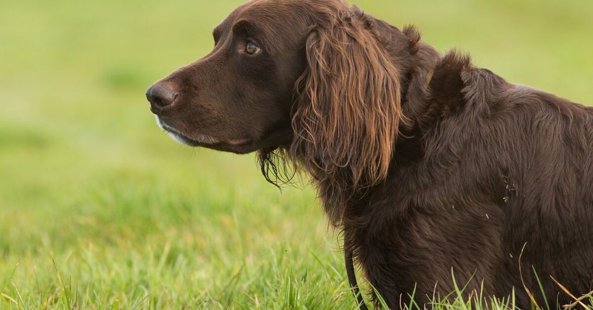 German Longhaired Pointer Dog Breed Health, Temperament & Puppies – PetGuide