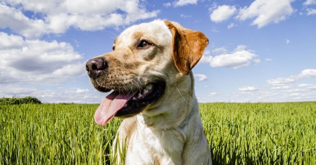 Gluten Allergies And Intolerance In Dogs