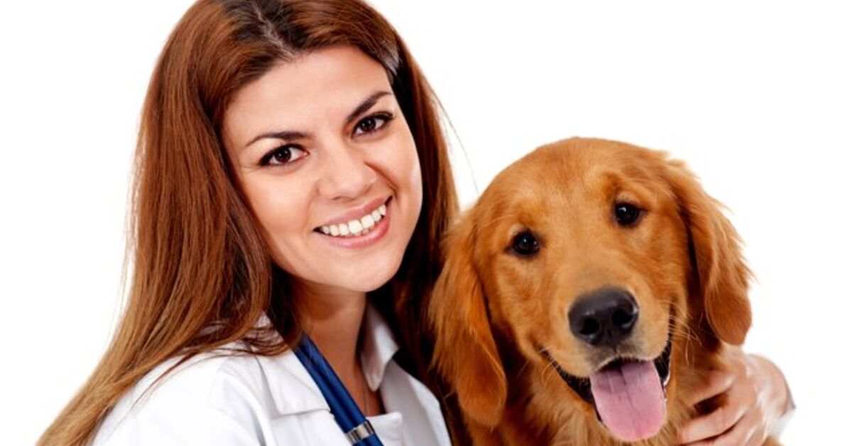 How to Get the Right Dog Insurance Coverage Without Overpaying – Petguide