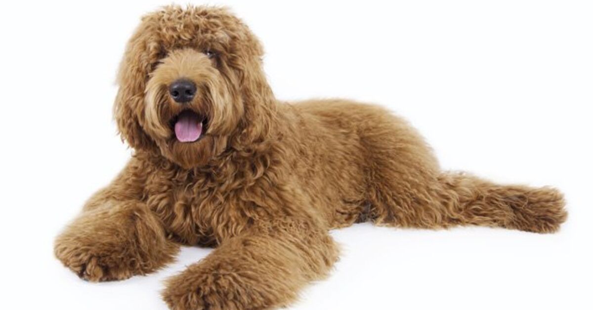 Labradoodle Dog Breed Health, Temperament, Training, Feeding and Puppies – PetGuide