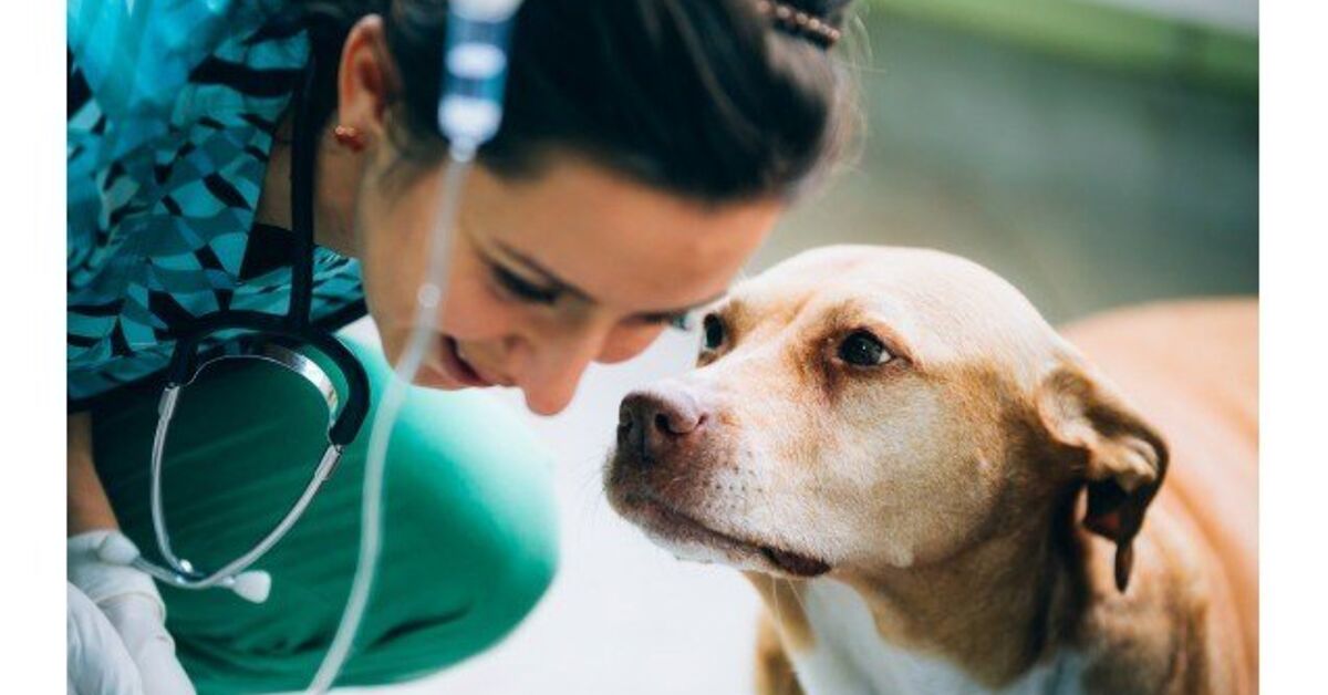 Pet Blood Donation: Giving The Gift Of Life To Man’s Best Friends