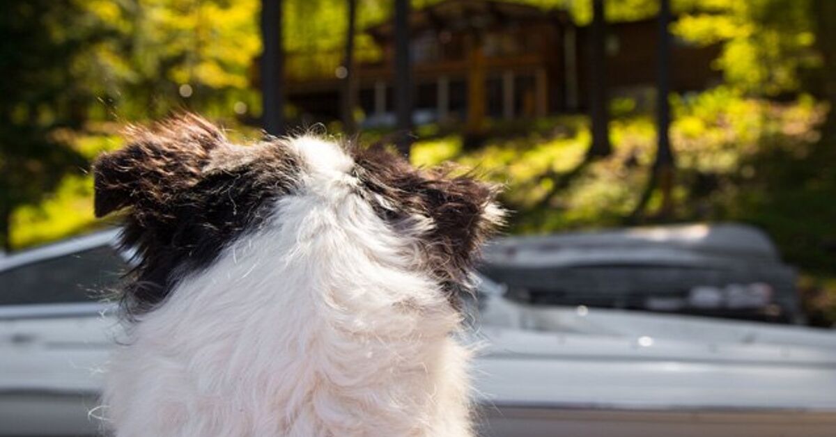 Proper Dog Etiquette When Renting a Cottage