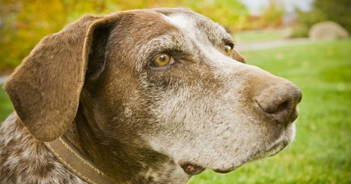 The ABCs On How To Extend Your Senior Dog’s Lifespan