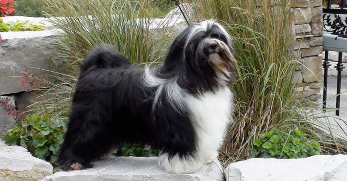 Tibetan Terrier Information and Pictures – PetGuide