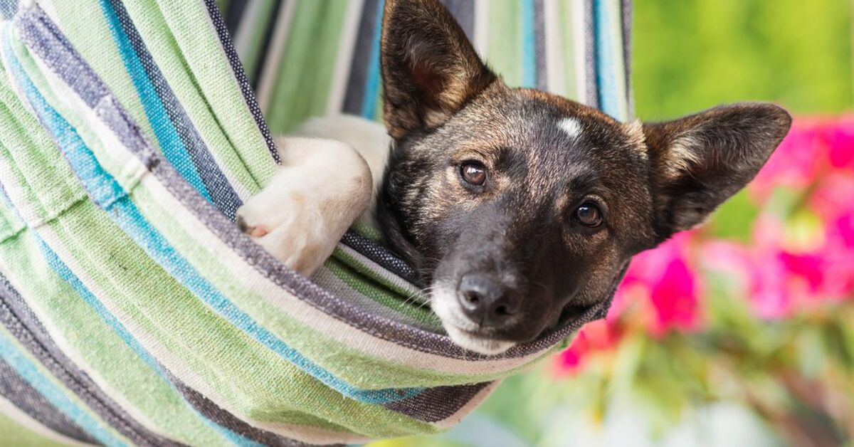 Top 10 Things To Do On Your Dog’s Summer Bucket List