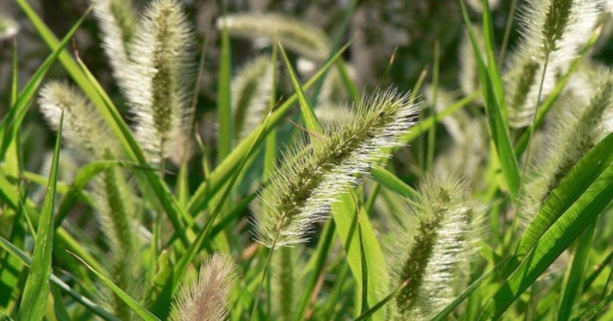 What Are the Dangers of Foxtails to Dogs?