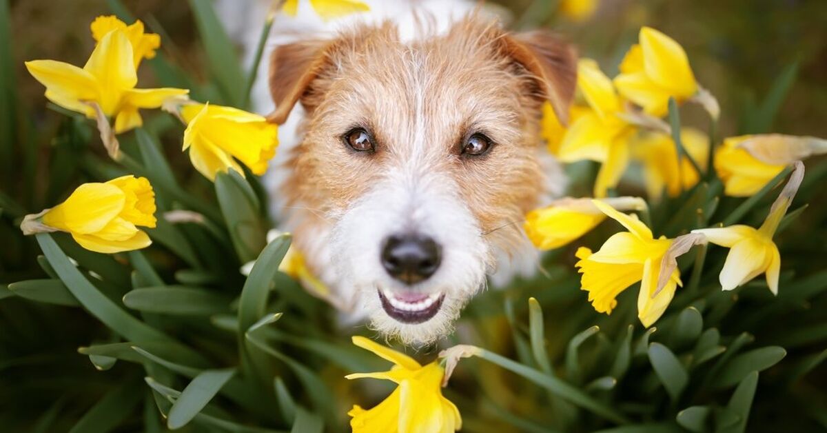 Which Spring Flowers Are Toxic to Dogs?