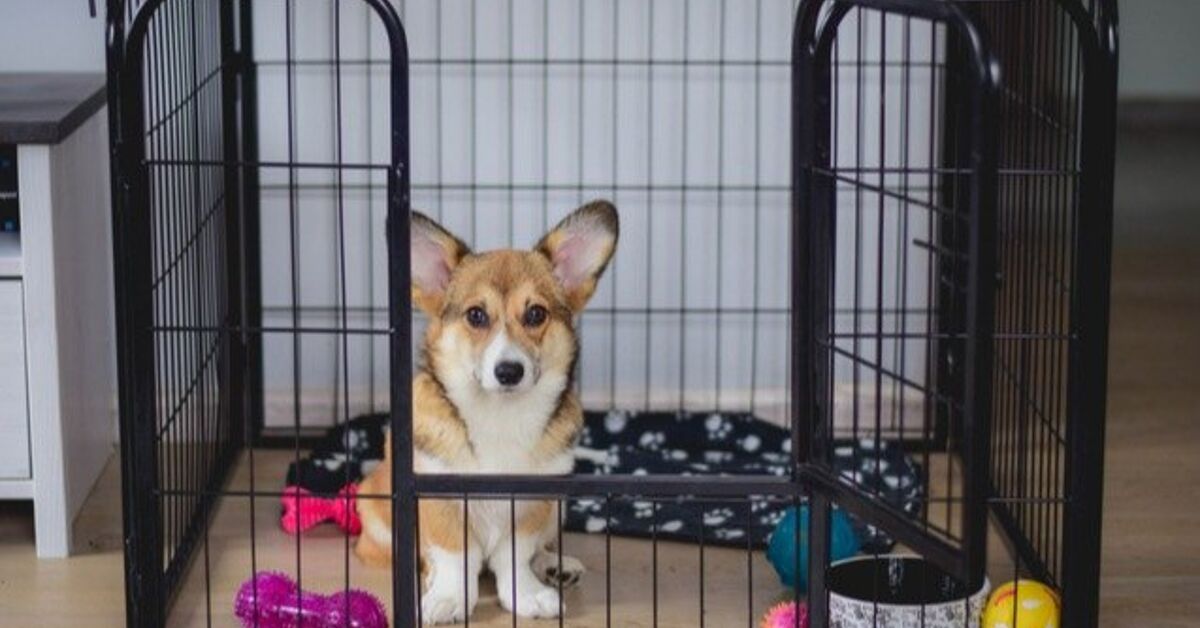 Why You Should Start Puppy Crate Training – Petguide